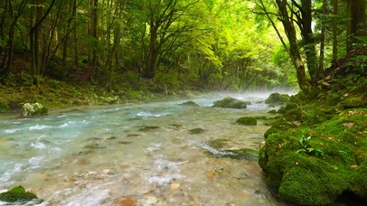 护眼绿林溪流