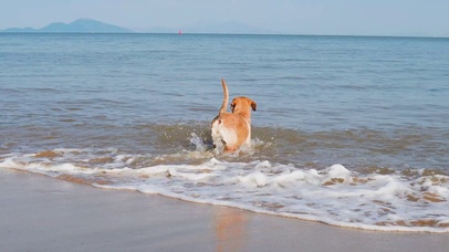 4K宠物狗海边戏水