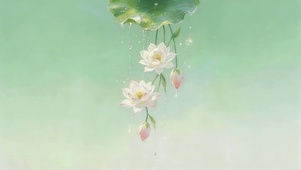 唯美的睡莲