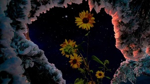 星空下的向日葵