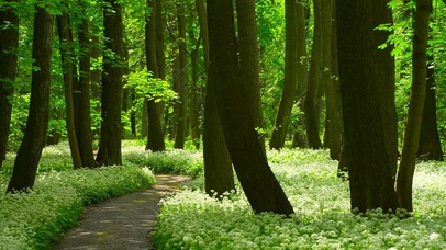 夏日阳光森林小路 