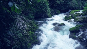 森林流水