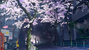 漫天的樱花