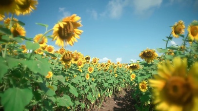 超治愈阳光下的向日葵