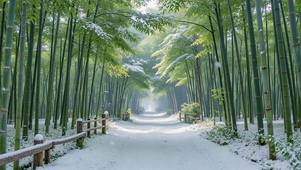 护眼竹林雪径