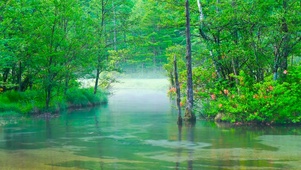 雾气绿林流水