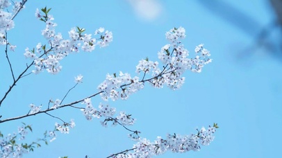 蓝天樱花