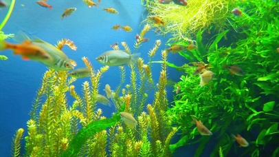 4K唯美水下世界