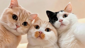可爱三只猫咪