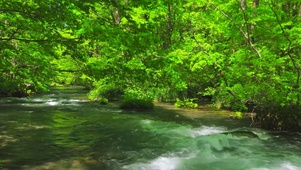 夏日绿林清凉流水