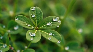 植物小草露珠自然水滴