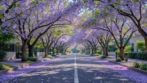 唯美紫色樱花林荫大道