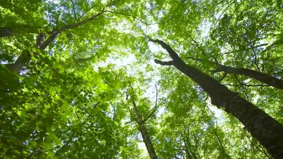 护眼自然绿树林