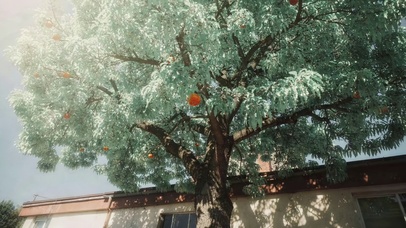 院前果树