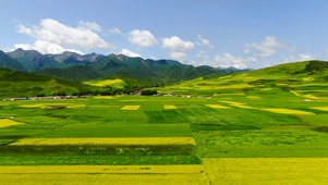 油菜花花海
