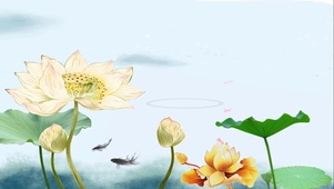 金色荷塘锦鲤