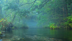 林间河流