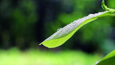 绿叶春雨