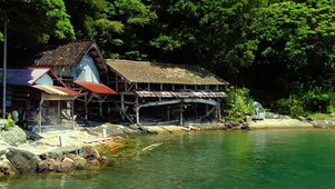 夏天岸边蝉鸣宽屏