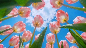郁金香花海