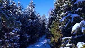 4k冬季雪后的松树林