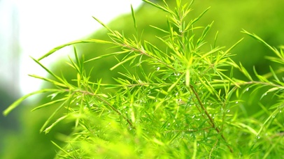 夏天唯美雨后植物