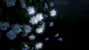山茶花