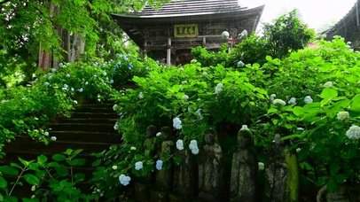 雨中寺庙紫阳花