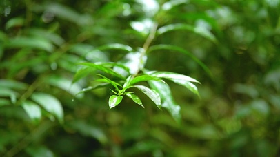 春日唯美下雨天雨滴绿叶