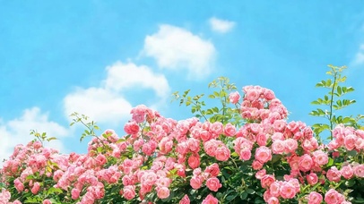 白云花草树木