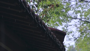 4K春季下雨春雨落雨谷雨节气