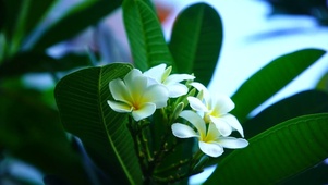鸡蛋花
