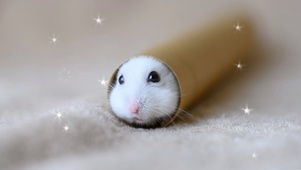 可爱小仓鼠