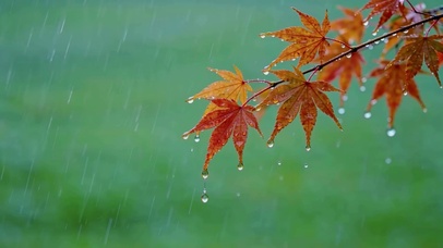 雨中秋枫