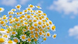 蓝天下小清新鲜花