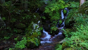 森林山涧溪流