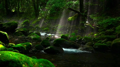 静谧树林山间溪水