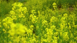 4K唯美春天油菜花田花海