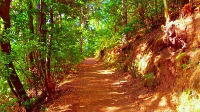 治愈山林小道4K