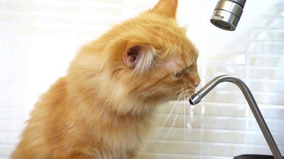 小猫饮水
