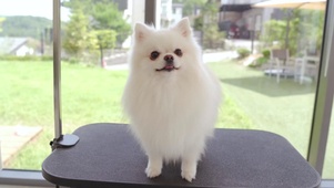4K 可爱狗狗