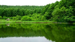 高原绿林湖水