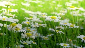白色邹菊