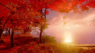 夕阳秋天落叶唯美