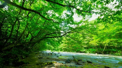 护眼绿林山涧流水