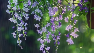 紫藤细雨