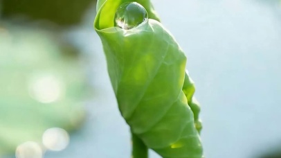 夏天荷叶带鱼屏
