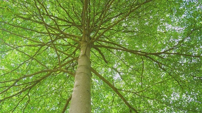 4K夏季夏天蓝天唯美小清新树影