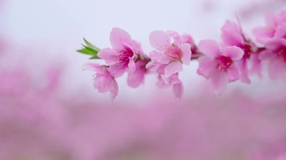 春季唯美桃花百花争艳4k
