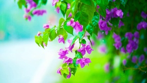 雨天清新小花